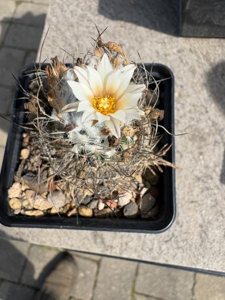 Turbinicarpus dickisoniae